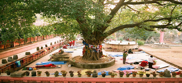 bodhi tree in bodh gaya 
