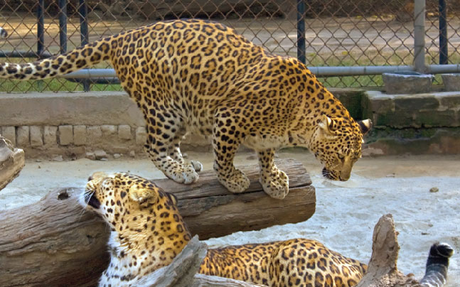 delhi zoo images
