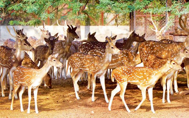 delhi zoo deer