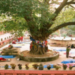 bodhi-tree-bodhgaya