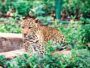 Tata Zoo attraction