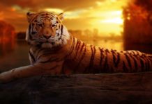 Delhi Zoo History, Timings, Entry fees, Location, Address & Phone Numbers delhi zoo images, location