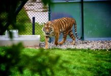 Kamla Nehru Zoological Garden Ahmedabad – Location, Entry Fee, Timings, Contact Number Kamla nehru zoo Ahmedabad Location, timing, entry fees