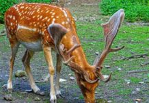 Hisar Deer Park Haryana Location, Timings, Entry Fees, Helpline number hisar deer park location, timing, entry fees