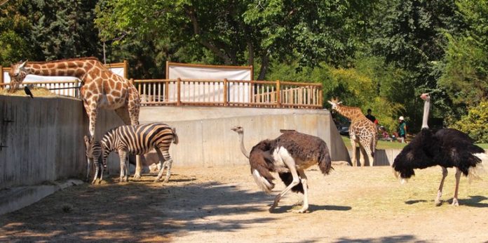 rajiv gandhi zoo pune